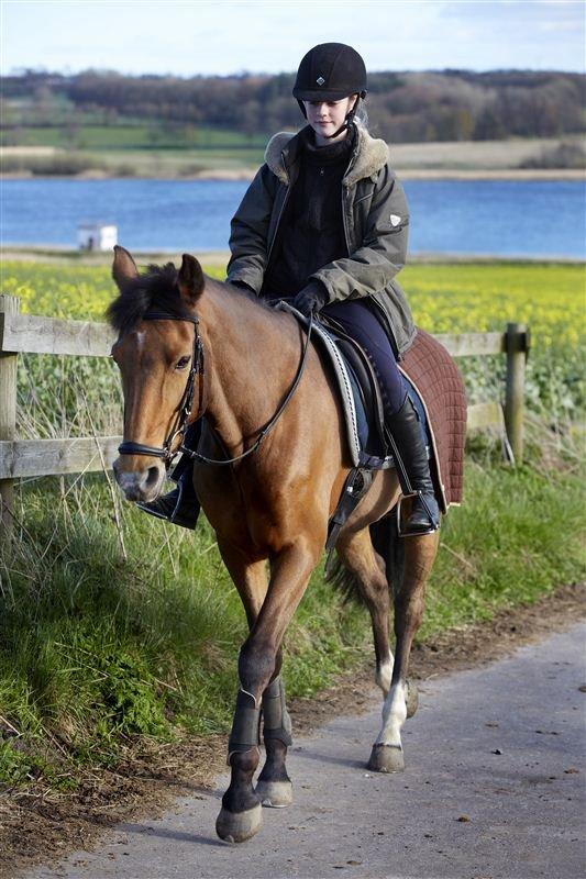 Irsk Sportspony Coillcru Flight billede 14