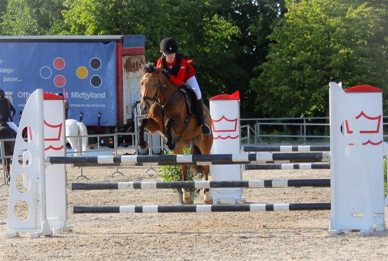 Irsk Sportspony Coillcru Flight billede 1