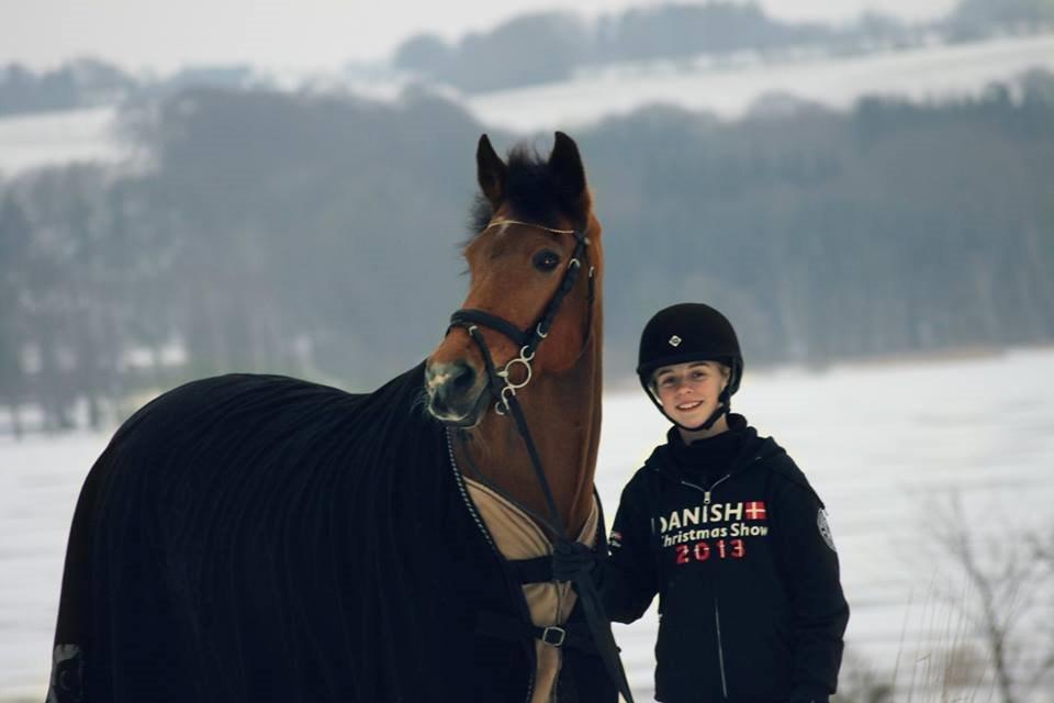 Irsk Sportspony Coillcru Flight billede 11