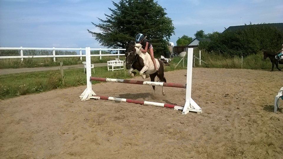 Anden særlig race Victor billede 12