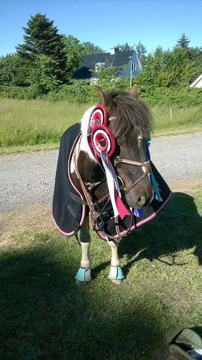 Anden særlig race Victor billede 13