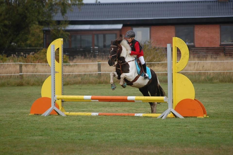 Anden særlig race Victor billede 16