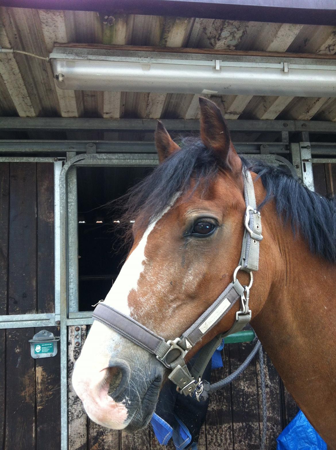 Welsh Cob (sec D) Barnabus - Så smuk  billede 8