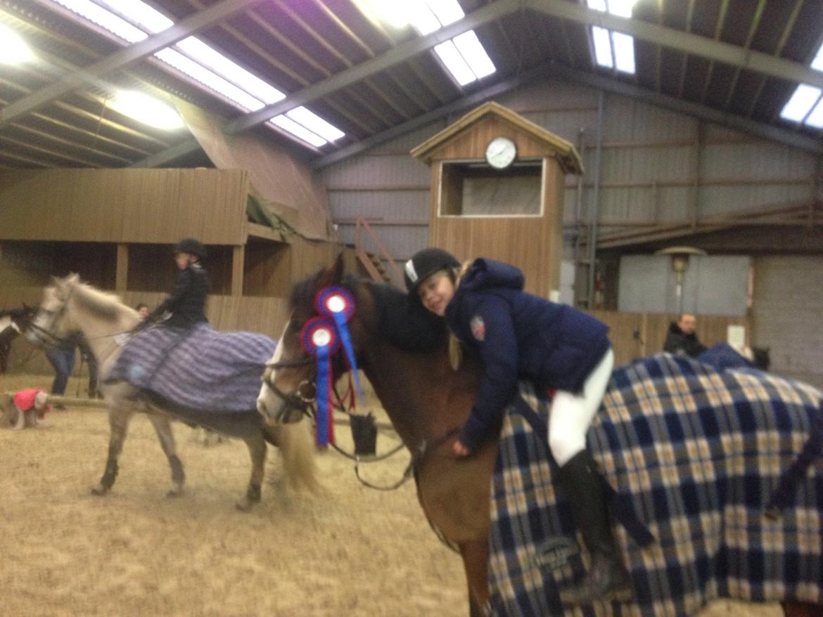 Welsh Cob (sec D) Barnabus - første spring rosetter sammen billede 9