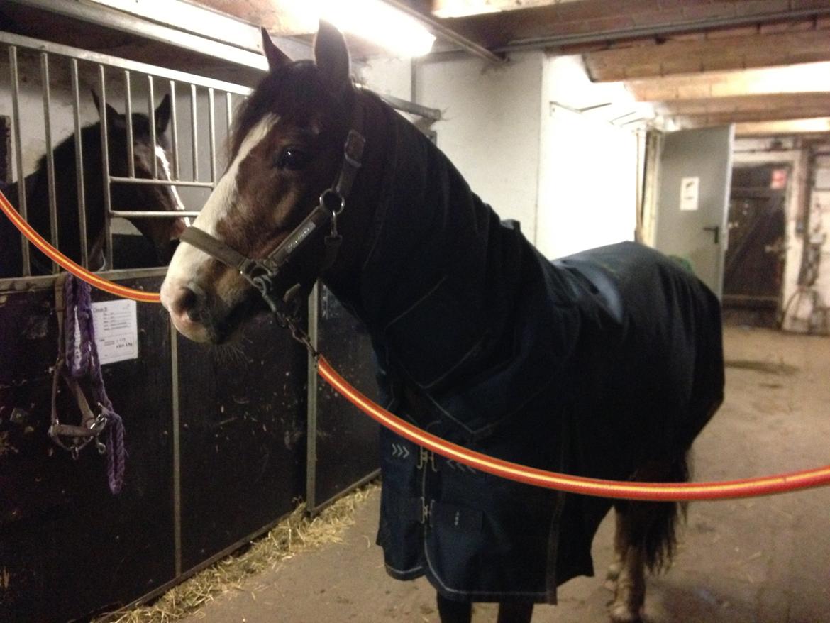 Welsh Cob (sec D) Barnabus - nyt dækken så han er varm billede 10