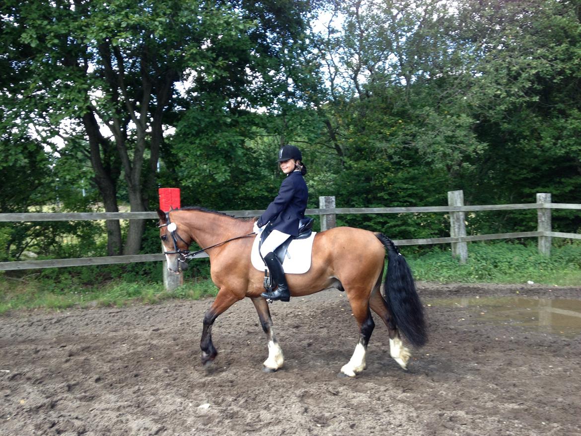 Welsh Cob (sec D) Barnabus billede 12