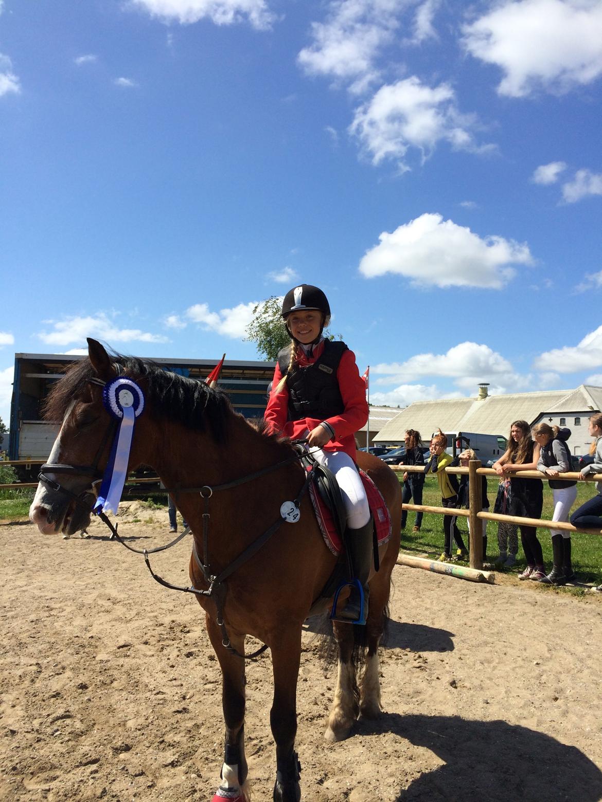 Welsh Cob (sec D) Barnabus - 2. plads klubmesterskab spring 2014 billede 16