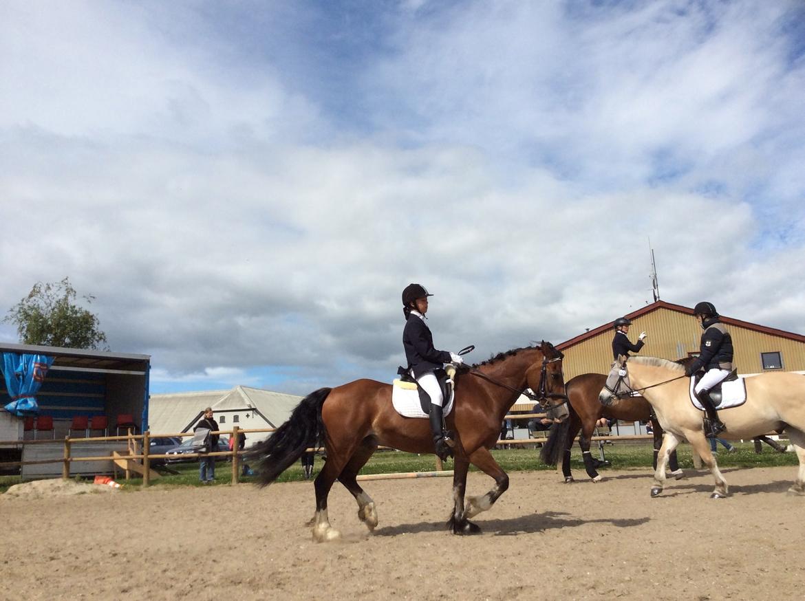 Welsh Cob (sec D) Barnabus - Opvarmning LC dressur - puha hvor vi øver billede 13