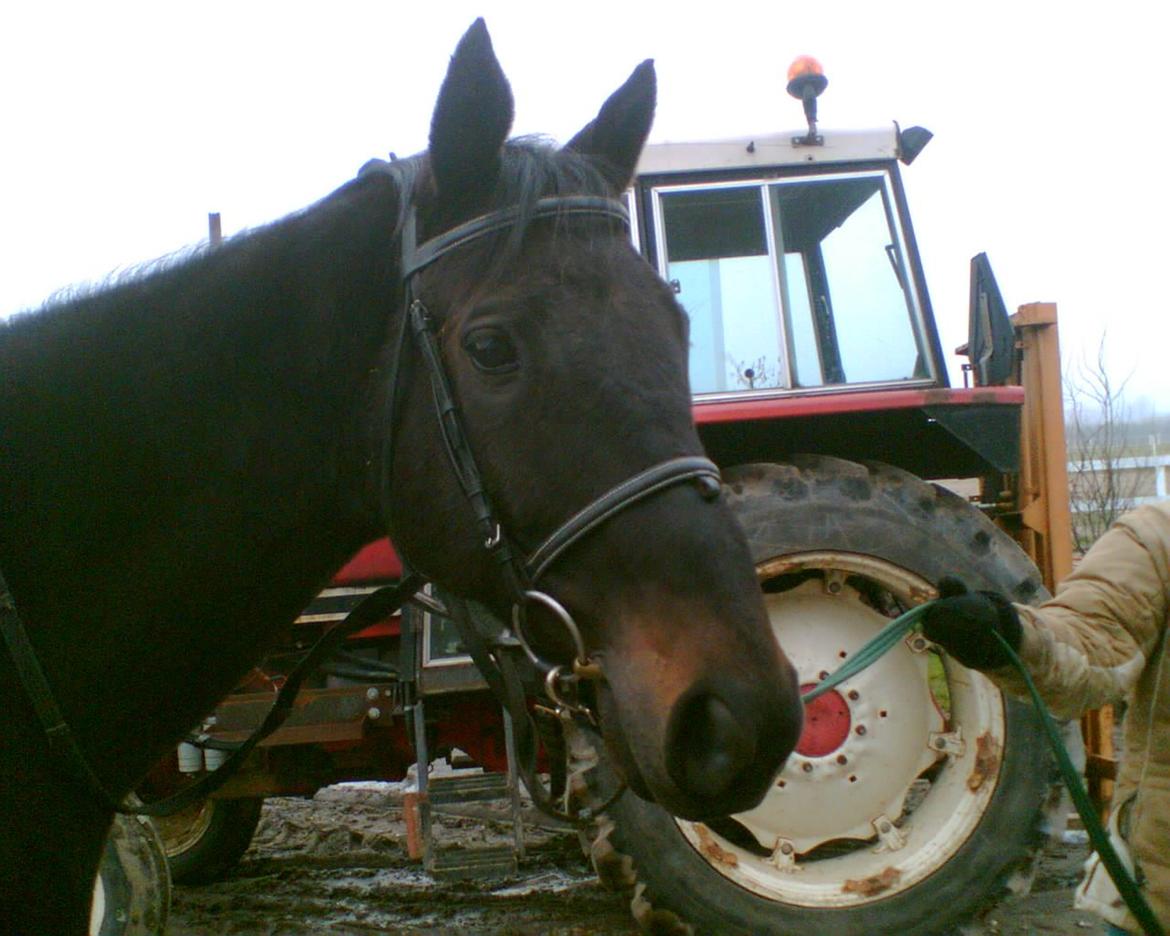 Fuldblod (XX) Final Touch (Rip 13. Sep. 2016) billede 3