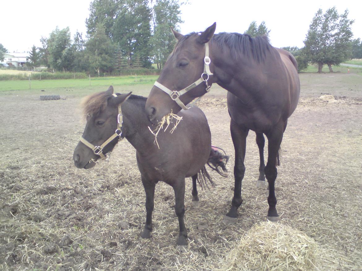 Fuldblod (XX) Final Touch (Rip 13. Sep. 2016) billede 2