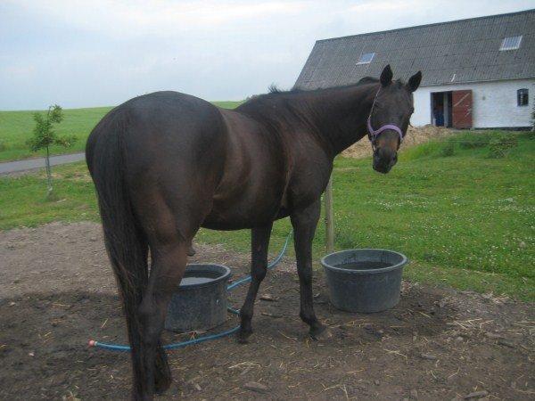 Fuldblod (XX) Final Touch (Rip 13. Sep. 2016) billede 9