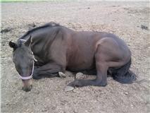 Fuldblod (XX) Final Touch (Rip 13. Sep. 2016) billede 10