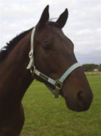 Fuldblod (XX) Final Touch (Rip 13. Sep. 2016) billede 8