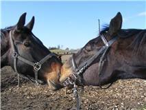 Fuldblod (XX) Final Touch (Rip 13. Sep. 2016) billede 11