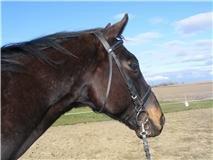 Fuldblod (XX) Final Touch (Rip 13. Sep. 2016) billede 12