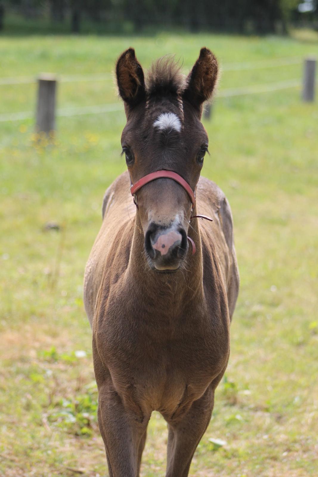 Dansk Varmblod Grangårdens avenus (SOLGT) billede 8
