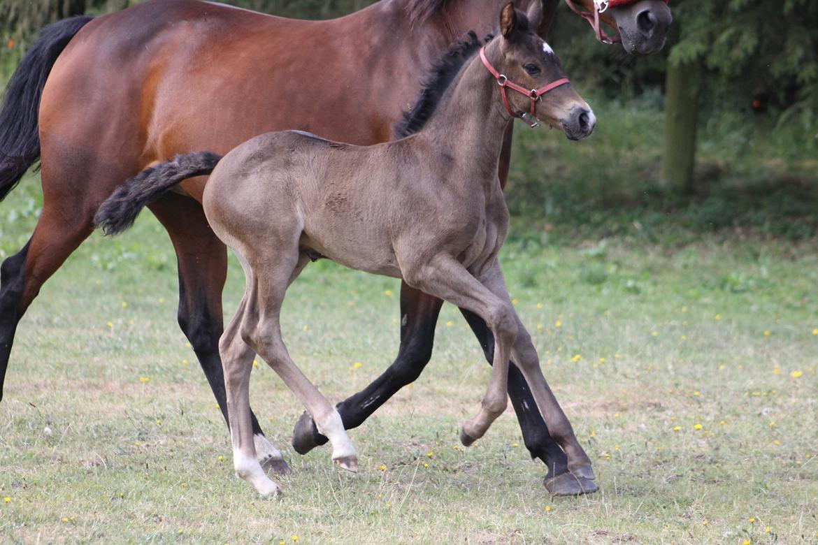 Dansk Varmblod Grangårdens avenus (SOLGT) billede 10
