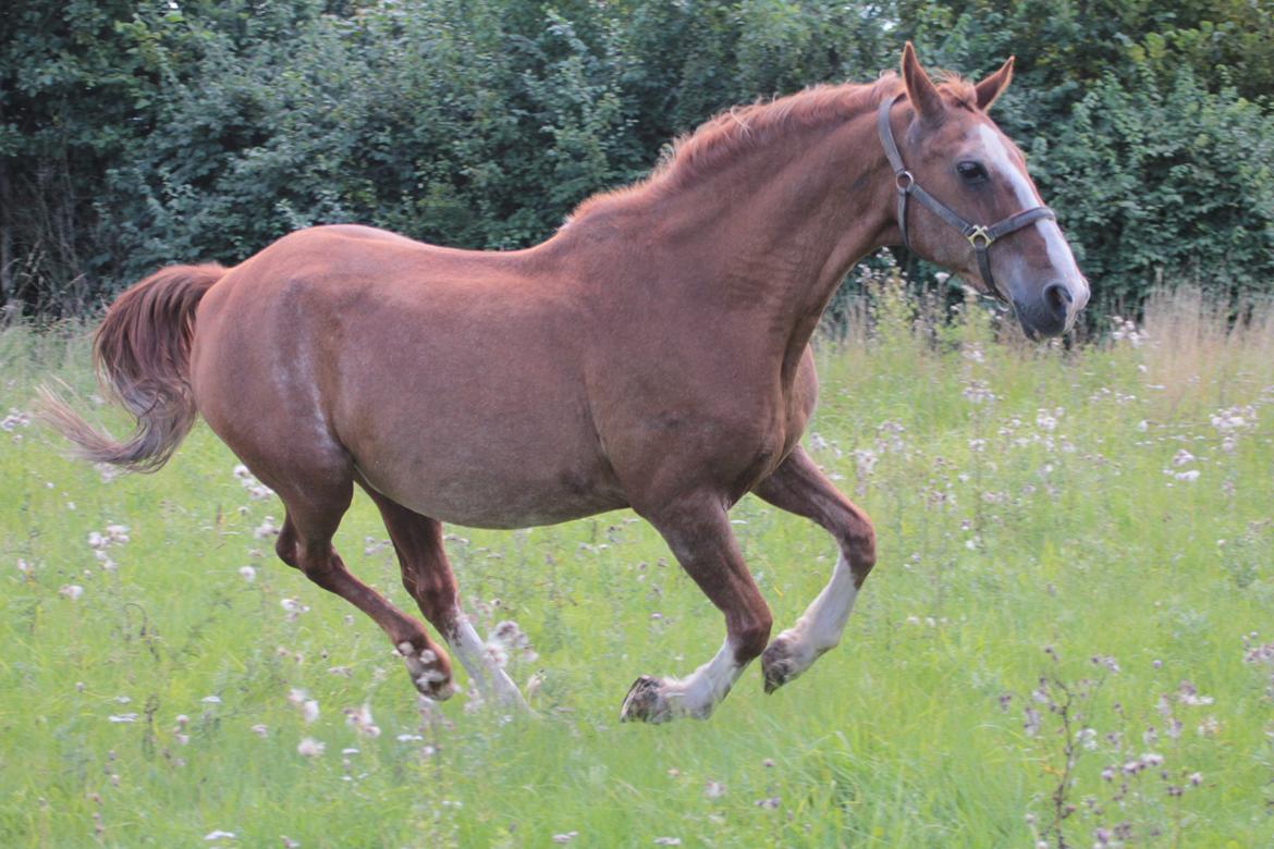 Lipizzaner †Sokrates Neapolitano† billede 19