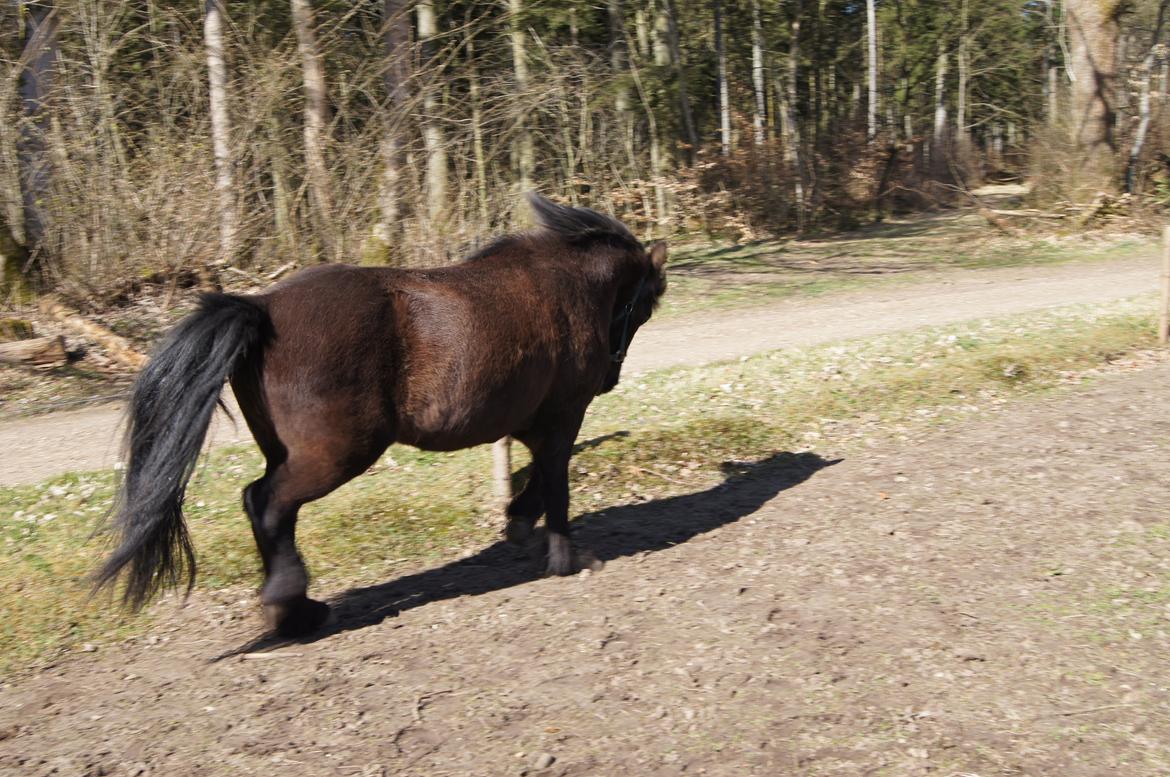 Islænder Blökk fra Højen - 7. april 2012 billede 3