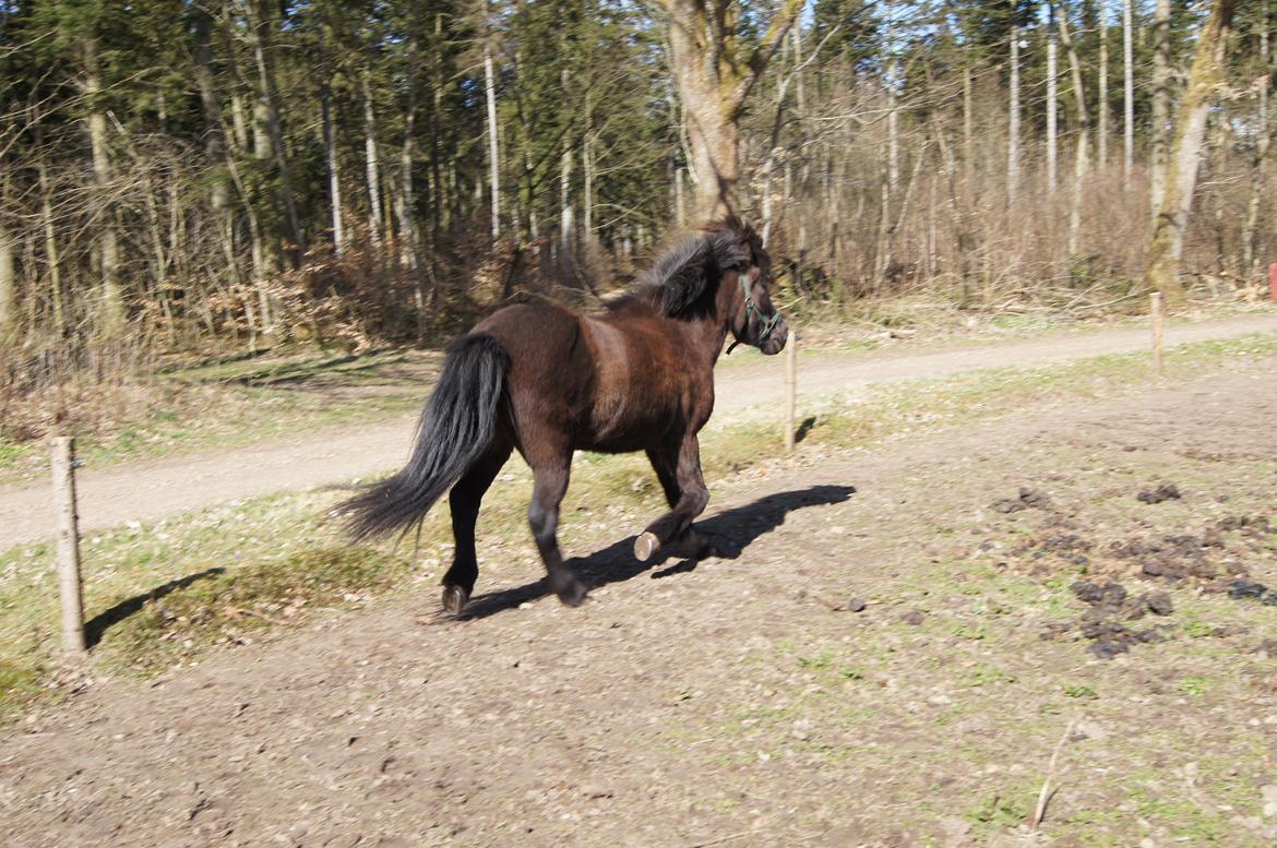 Islænder Blökk fra Højen - 7. april 2012 billede 6