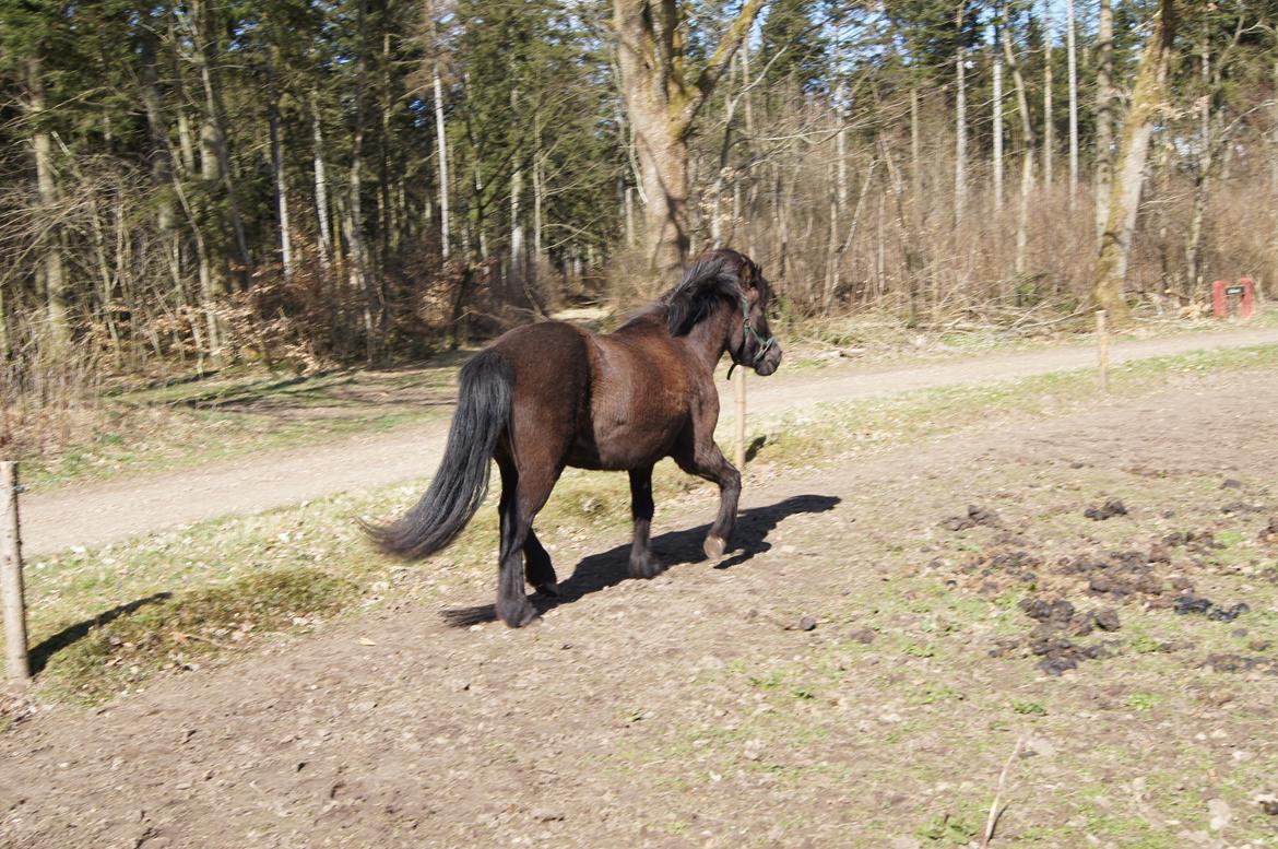 Islænder Blökk fra Højen - 7. april 2012 billede 5