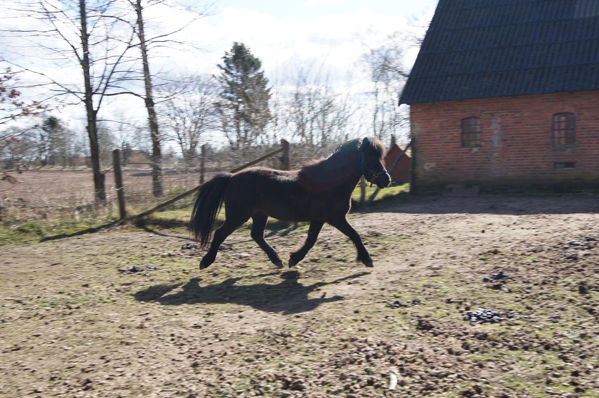 Islænder Blökk fra Højen - 7. april 2012 billede 8