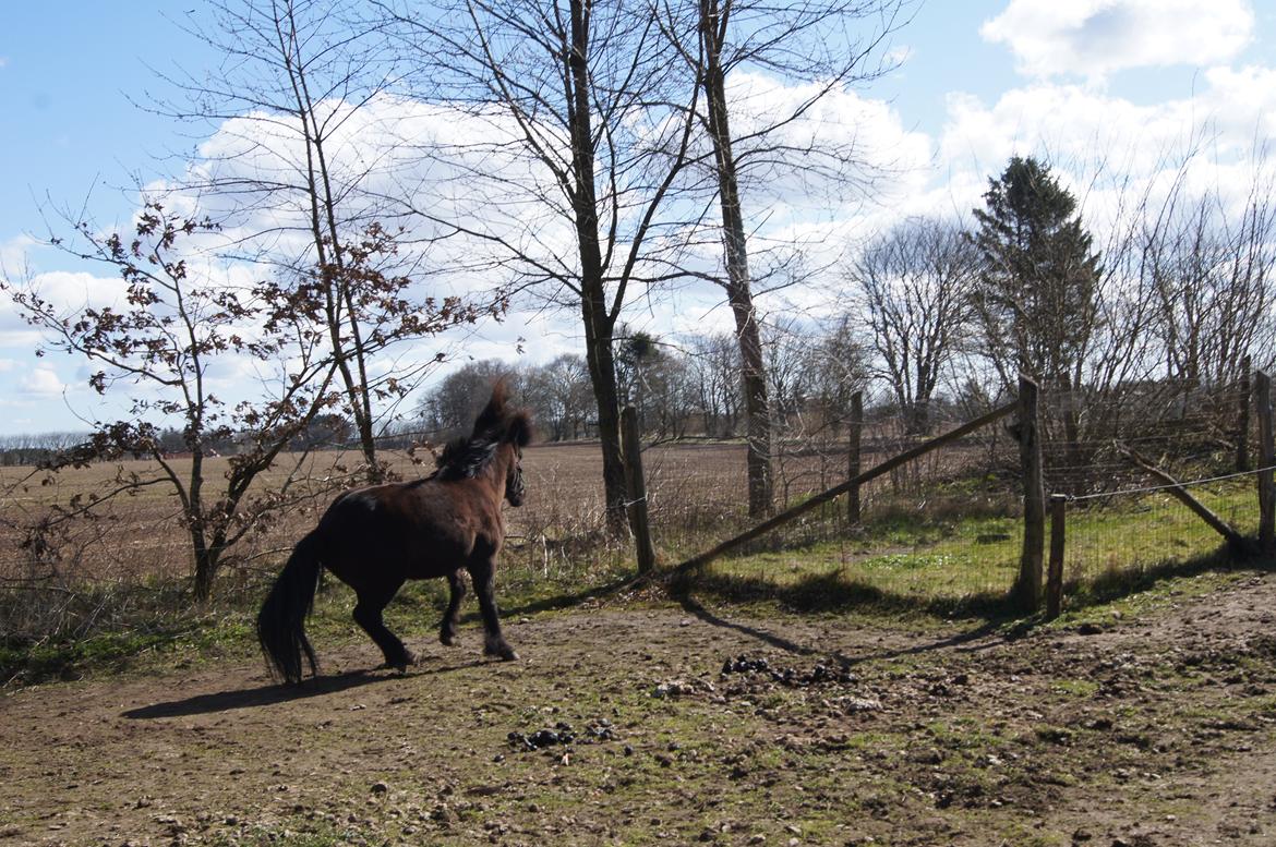 Islænder Blökk fra Højen - 7. april 2012 billede 7