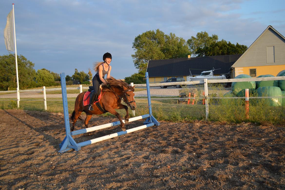 Anden særlig race Waliska billede 6