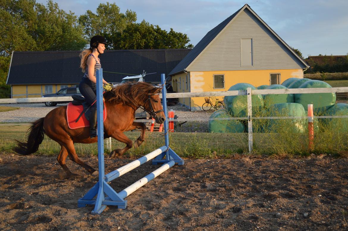 Anden særlig race Waliska billede 7