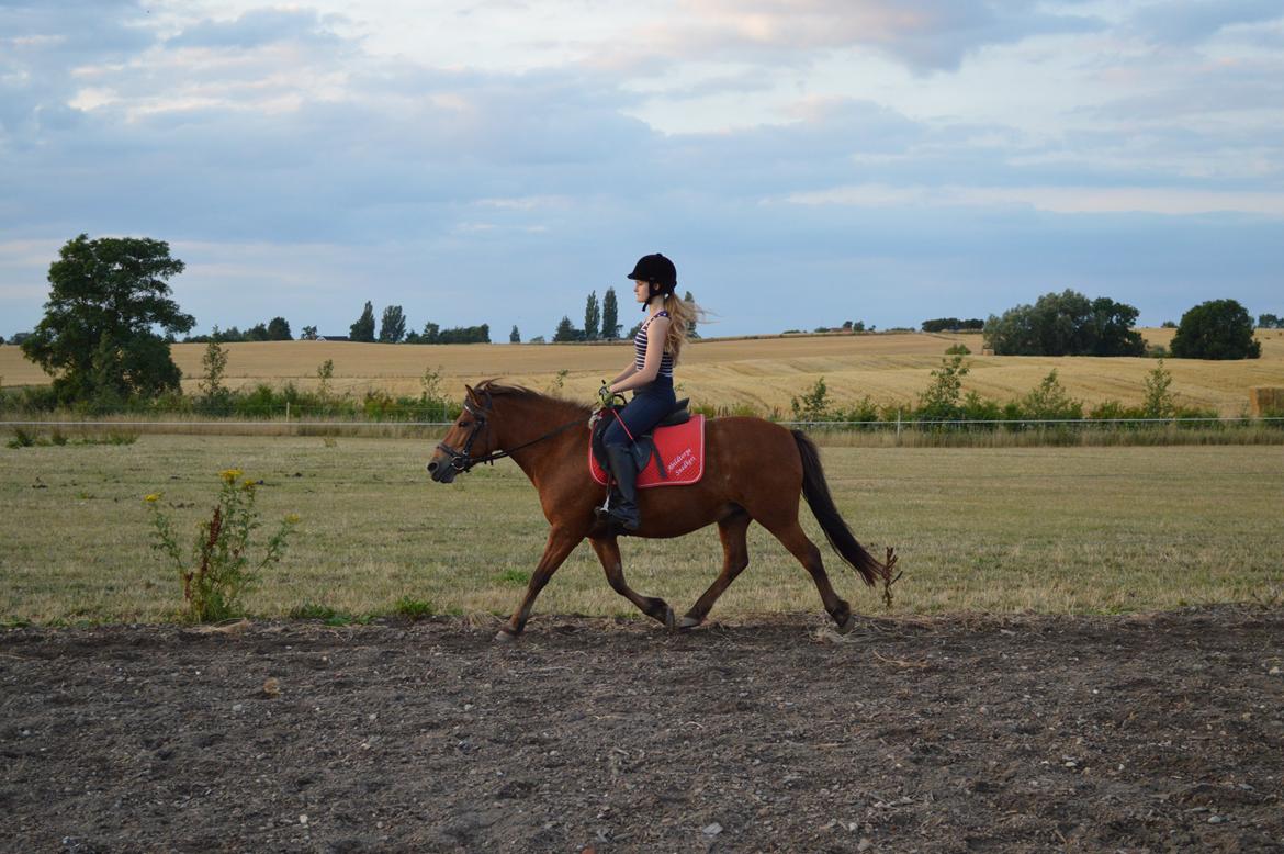 Anden særlig race Waliska billede 10
