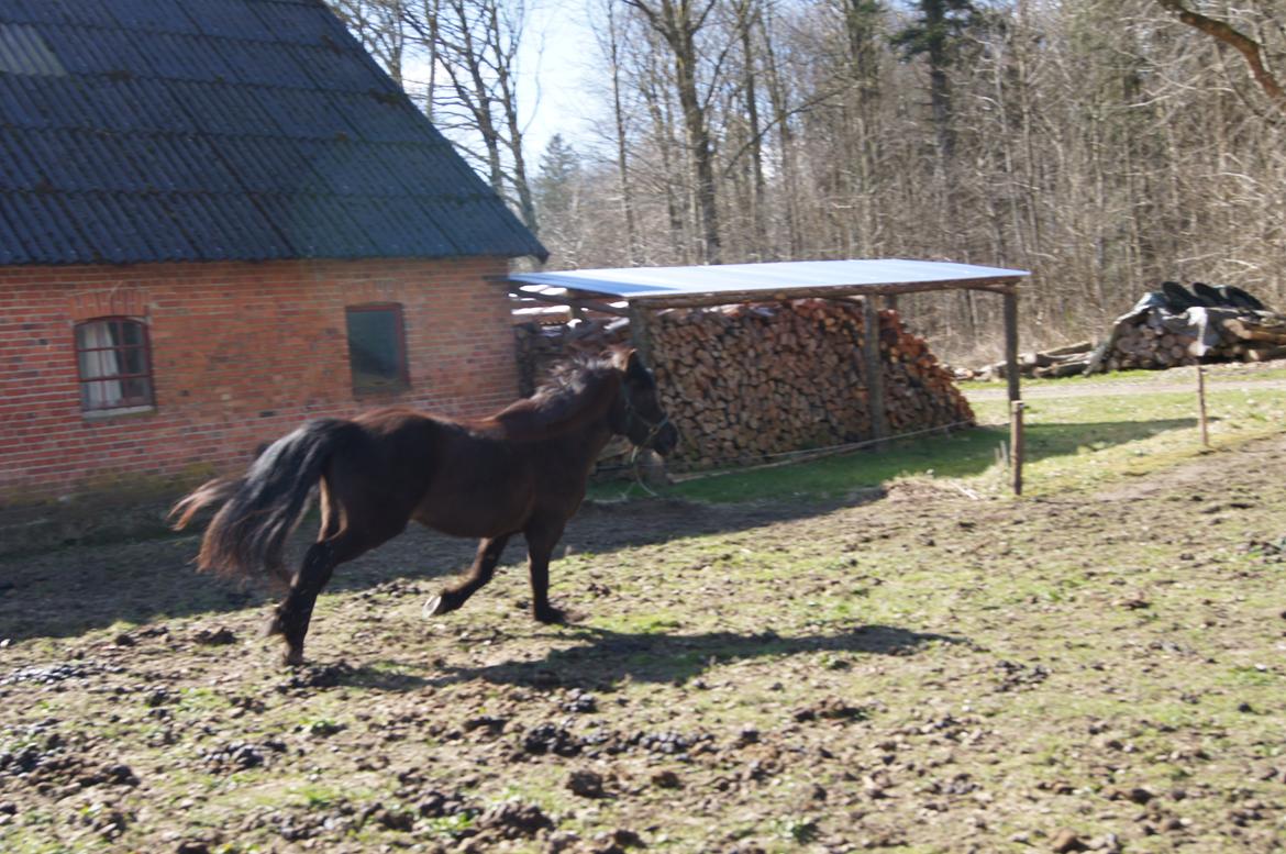 Islænder Blökk fra Højen - 7. april 2012 billede 9