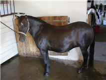 Anden særlig race Fleaur (Rip 10 Juni 2021) billede 11