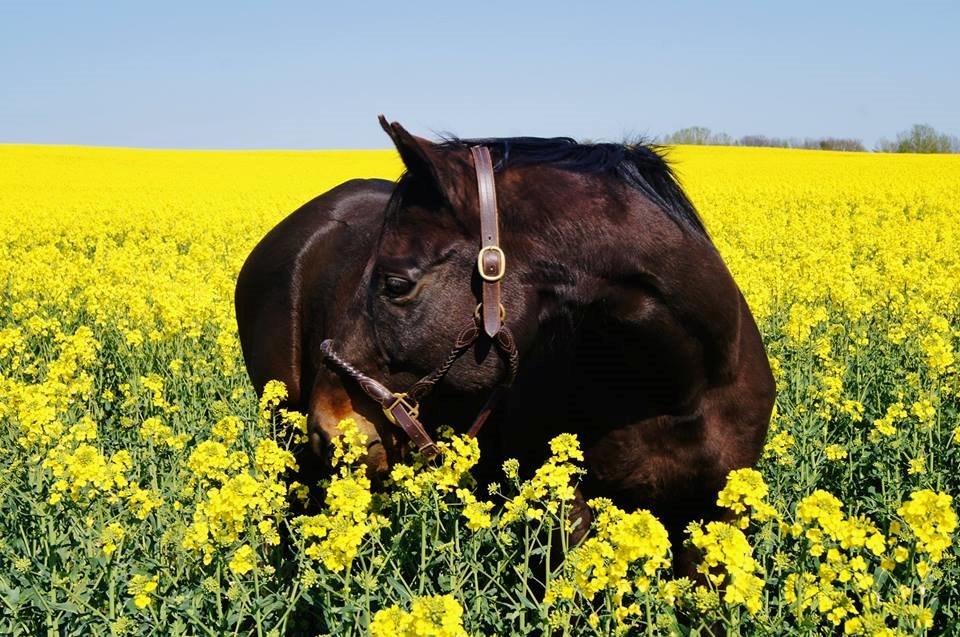 Fuldblod (XX) Final Touch (Rip 13. Sep. 2016) billede 13