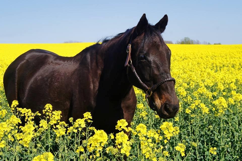 Fuldblod (XX) Final Touch (Rip 13. Sep. 2016) billede 1