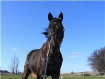 Fuldblod (XX) Final Touch (Rip 13. Sep. 2016) billede 15