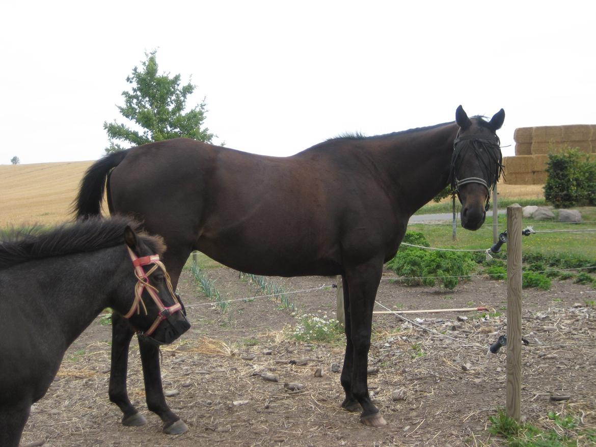 Fuldblod (XX) Final Touch (Rip 13. Sep. 2016) billede 16