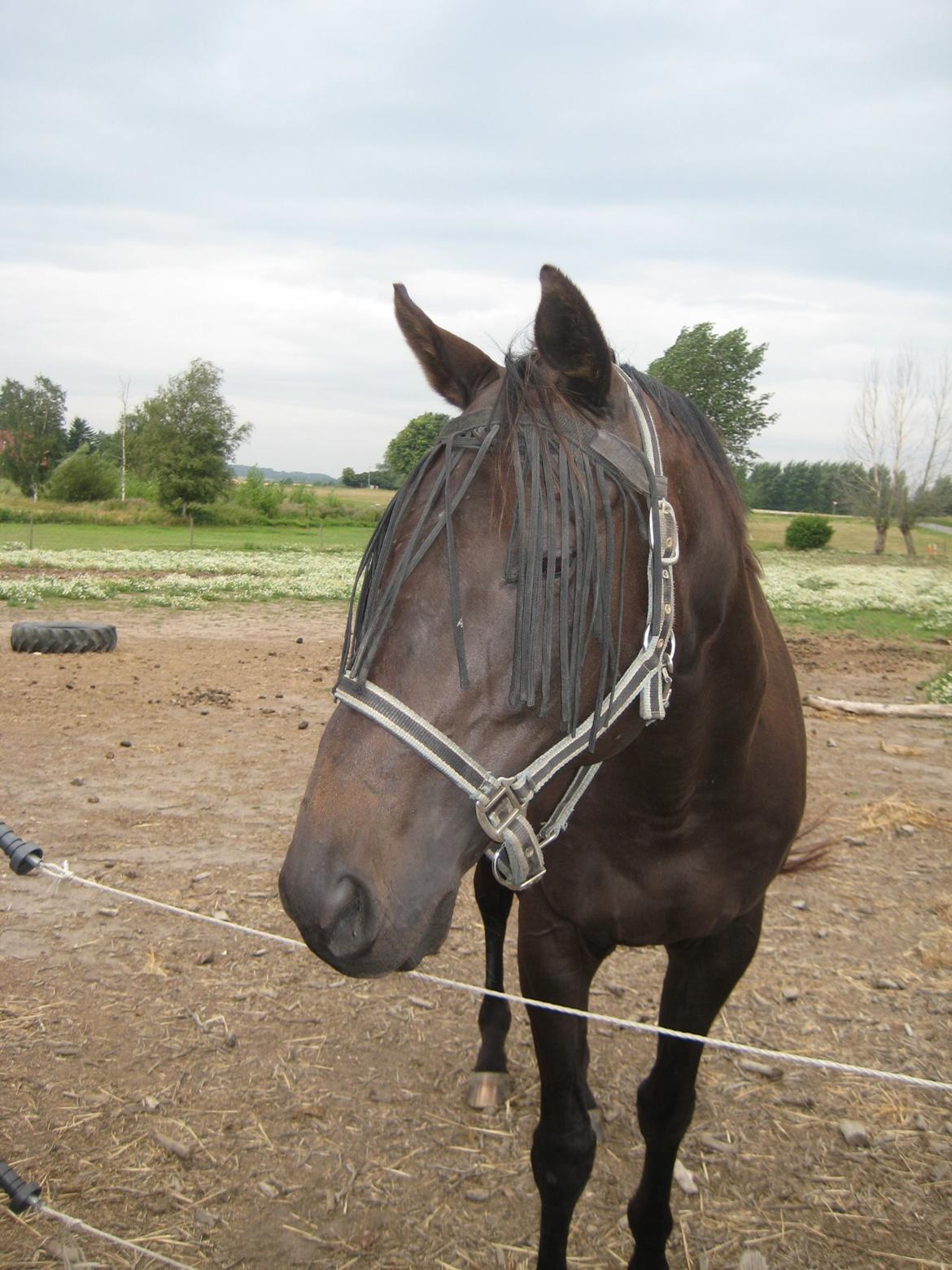 Fuldblod (XX) Final Touch (Rip 13. Sep. 2016) billede 18