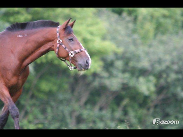 Traver Comet  Søsters hest R.I.P 2012 billede 21