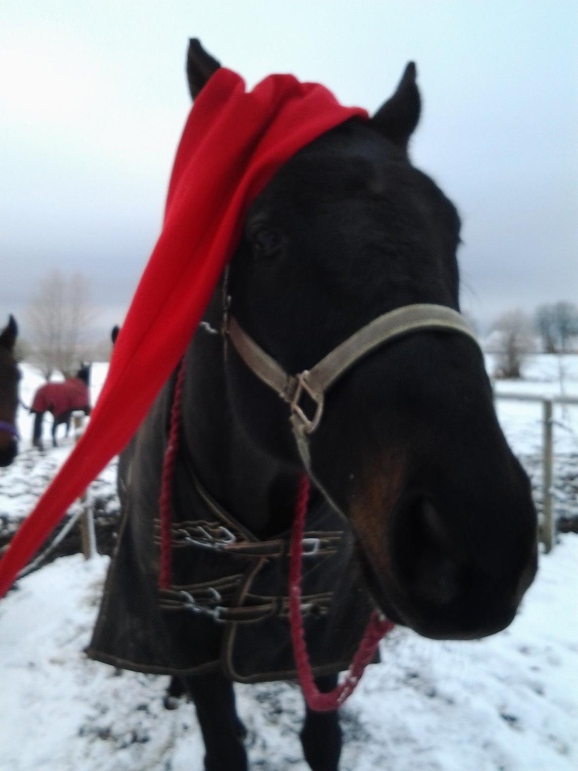 Fuldblod (XX) Final Touch (Rip 13. Sep. 2016) billede 19