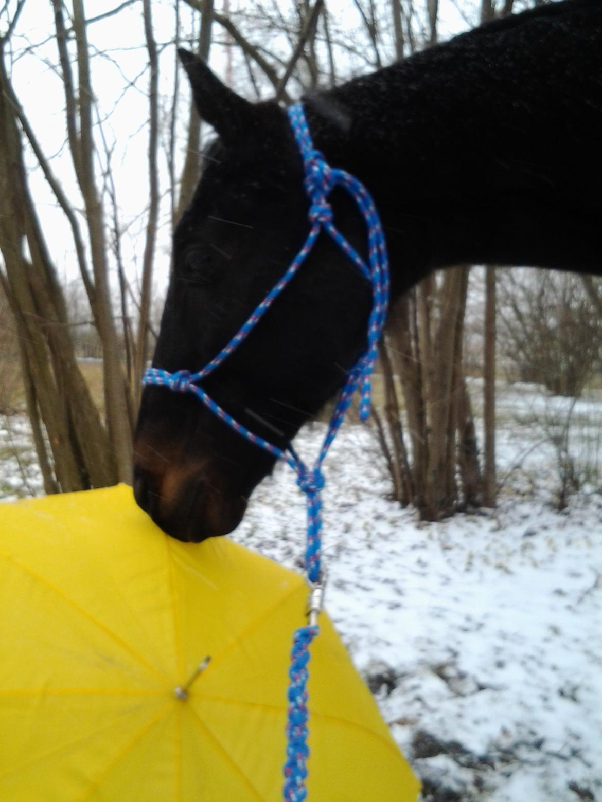 Fuldblod (XX) Final Touch (Rip 13. Sep. 2016) billede 17