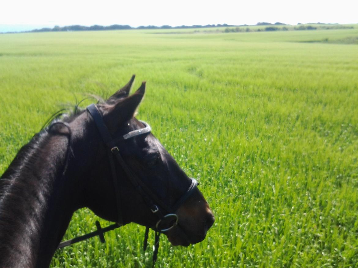 Fuldblod (XX) Final Touch (Rip 13. Sep. 2016) billede 20