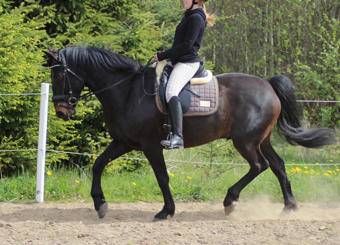 Oldenborg La&#180;vett - L&#230;kker!!:D billede 7