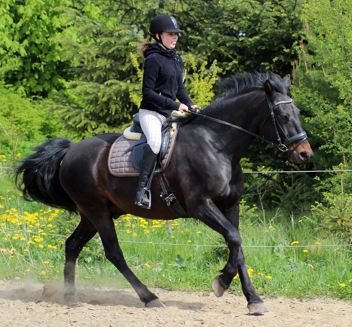 Oldenborg La&#180;vett - Hvor er han dejlig!;D billede 5