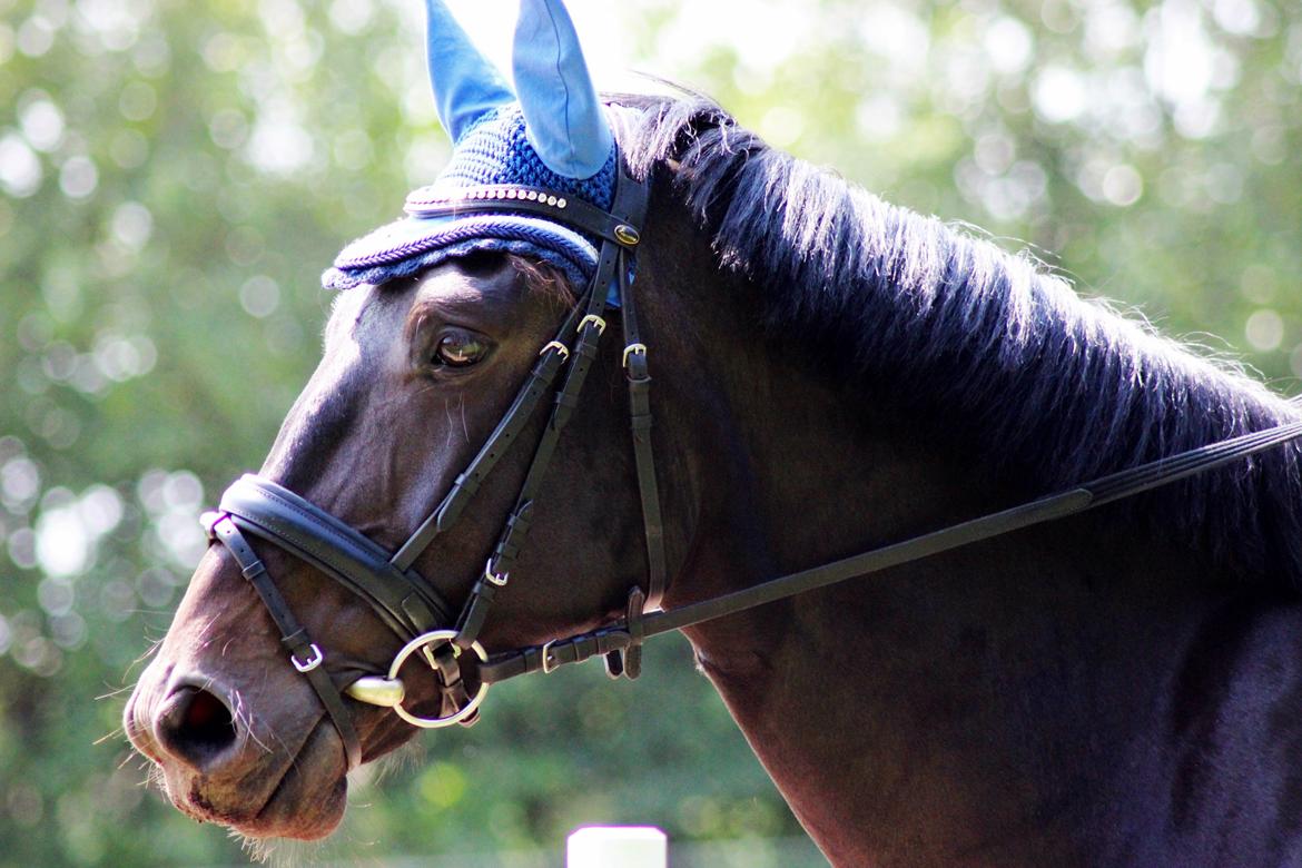 Oldenborg La&#180;vett - Smukke dyr!:D billede 8