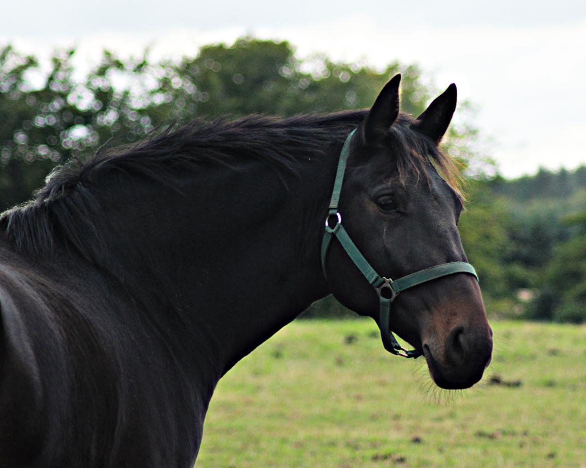 Oldenborg La&#180;vett - P&#229; folden:D billede 11