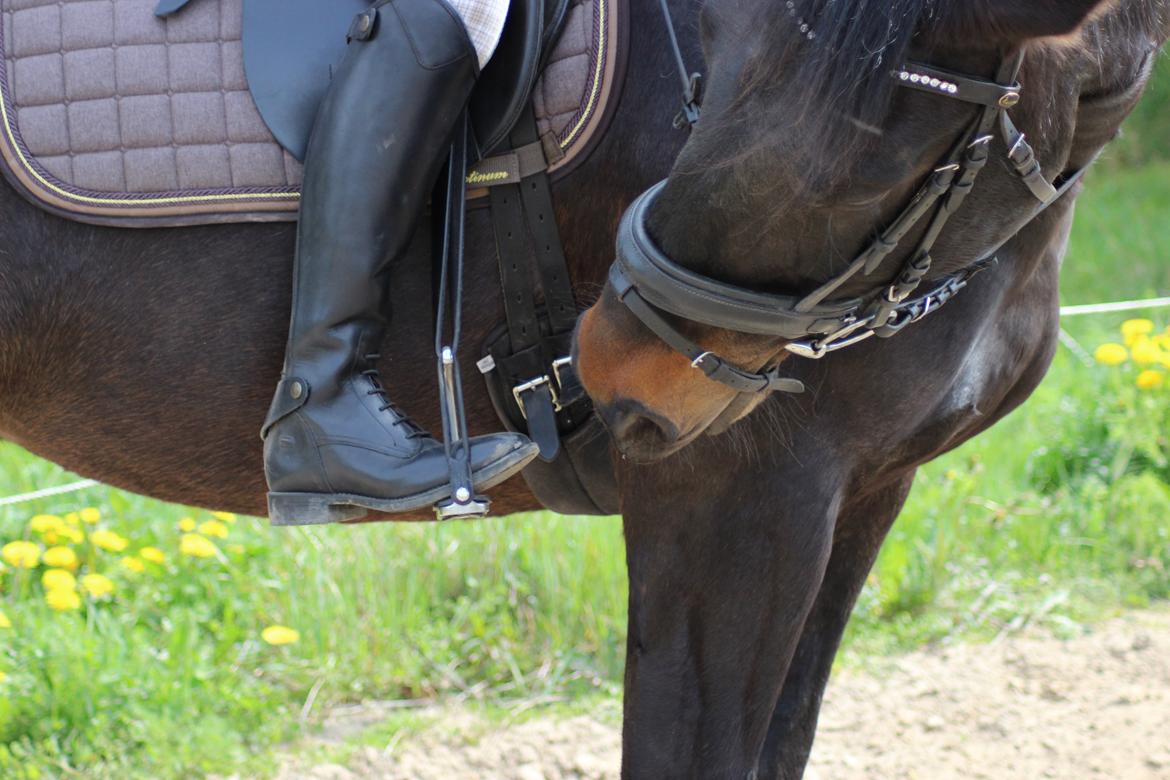 Oldenborg La&#180;vett - Han er s&#229; k&#230;r!:D billede 13