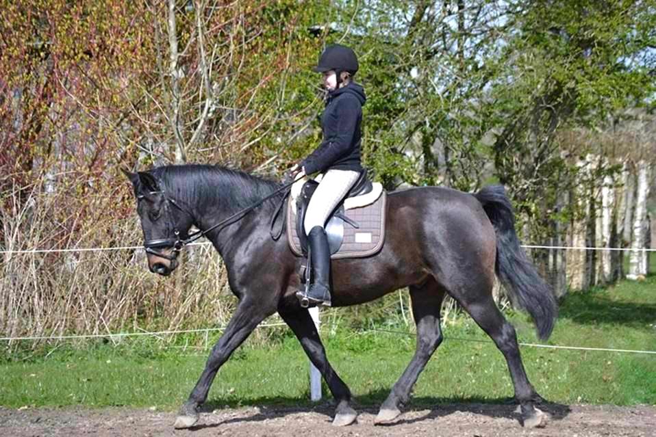 Oldenborg La&#180;vett - Dejligste La&#180;vett!!:D billede 2