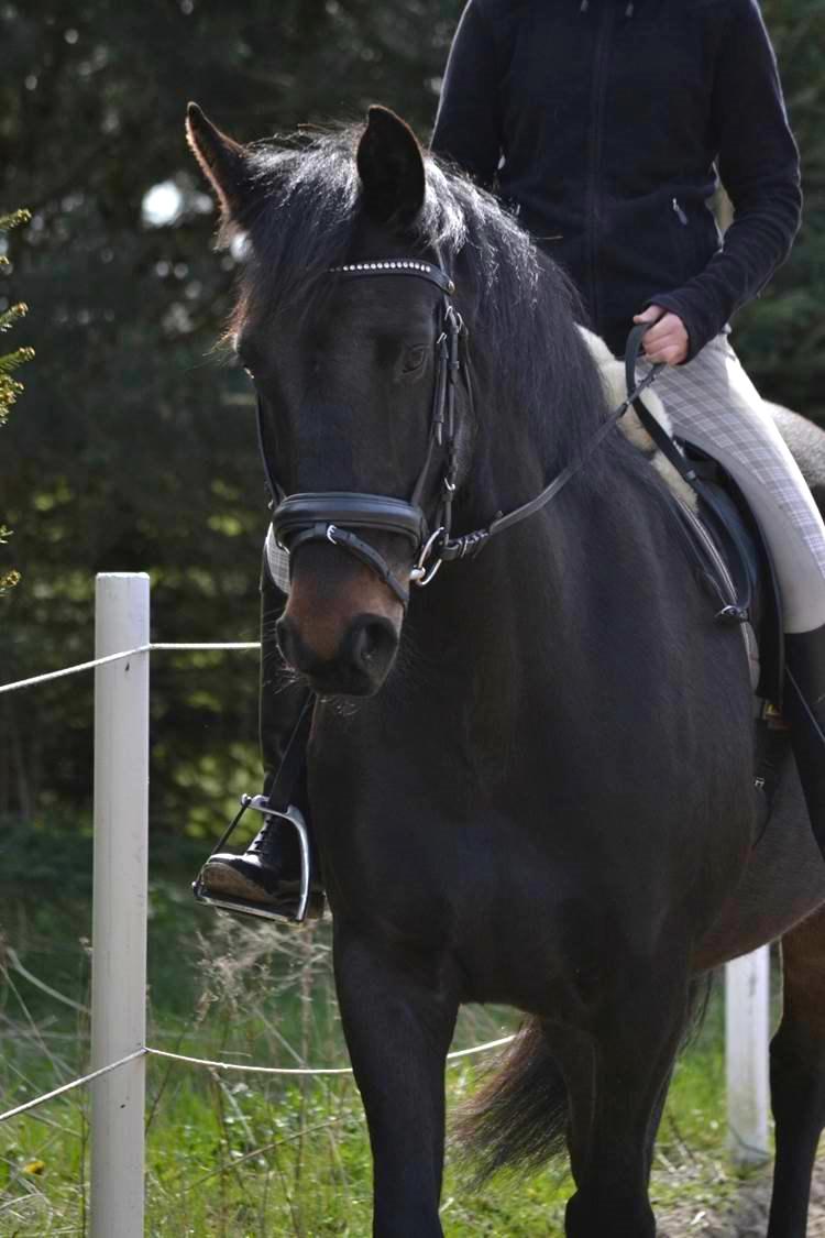 Oldenborg La&#180;vett - Sk&#248;n hyp!:D billede 12