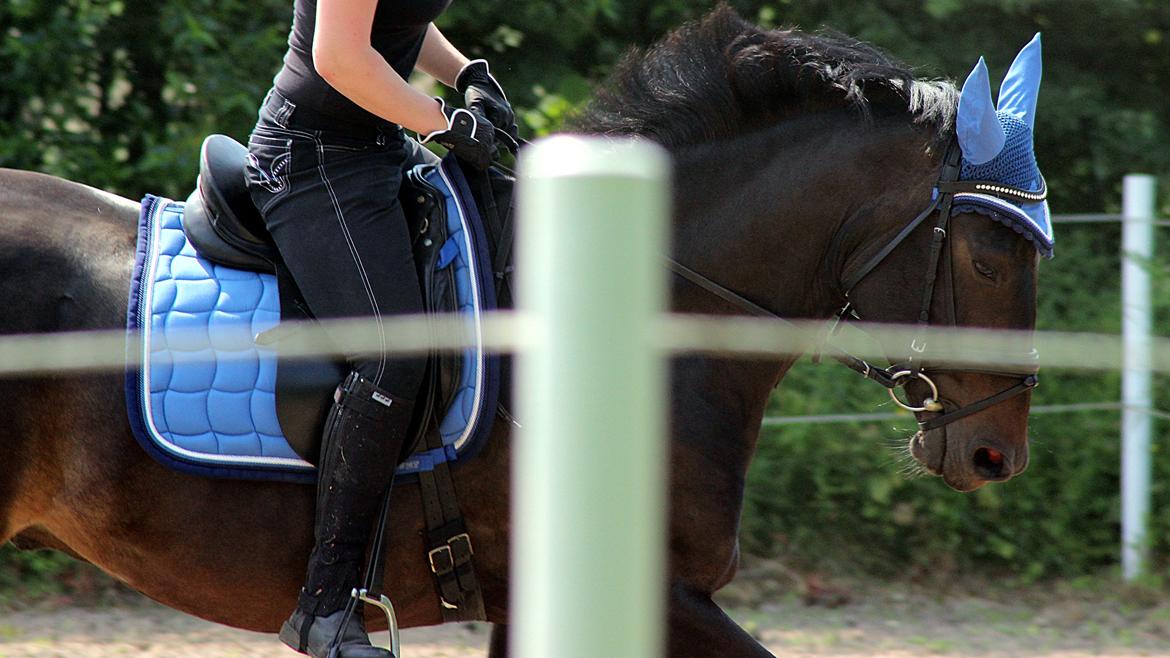 Oldenborg La&#180;vett - Rigtig dumt placeret hegnsp&#230;l!:-/ Haha han er dejlig alligevel!:D billede 16