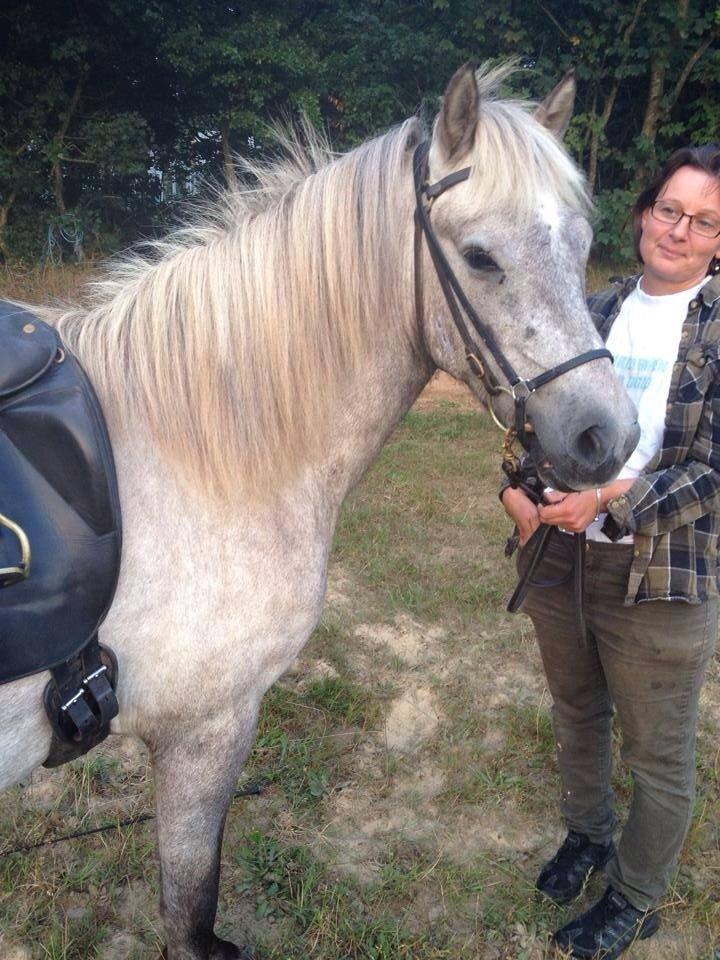 Islænder Svenni fra Holst hestar billede 16